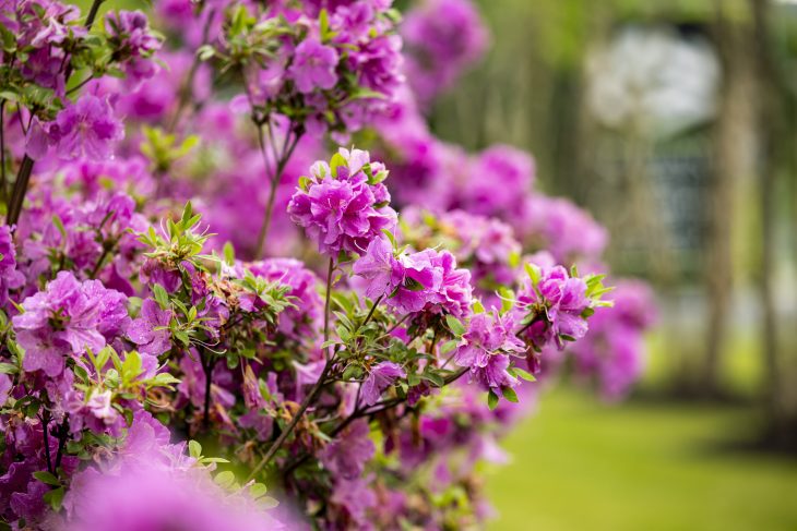 Azaleas